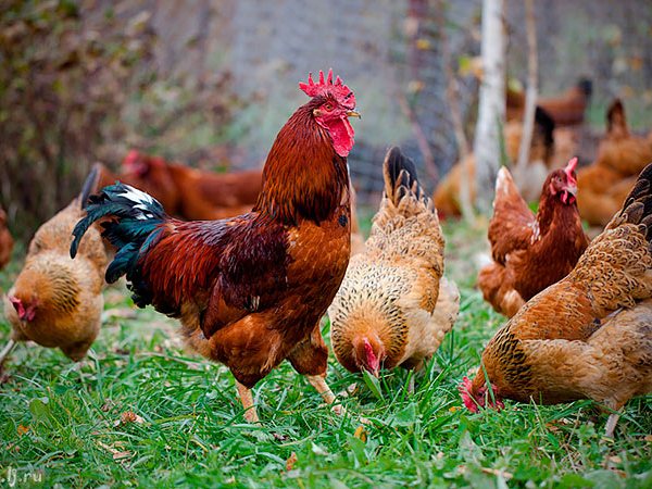 Породы куриц | ЗооТом - продажа, вязка и услуги для животных в Александровске