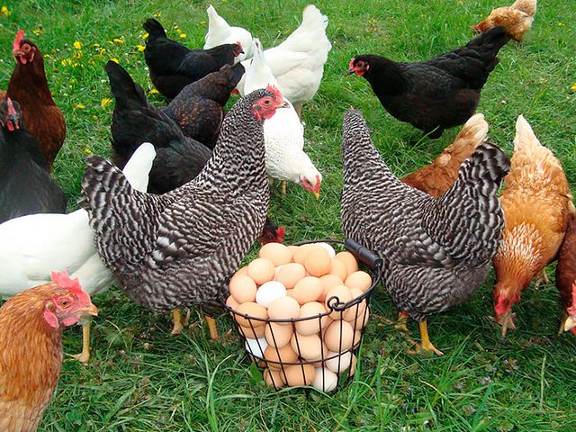 Содержание кур и уход за ними | ЗооТом - продажа, вязка и услуги для животных в Александровске