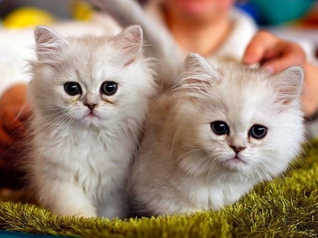 Породы кошек в Александровске | ЗооТом портал о животных
